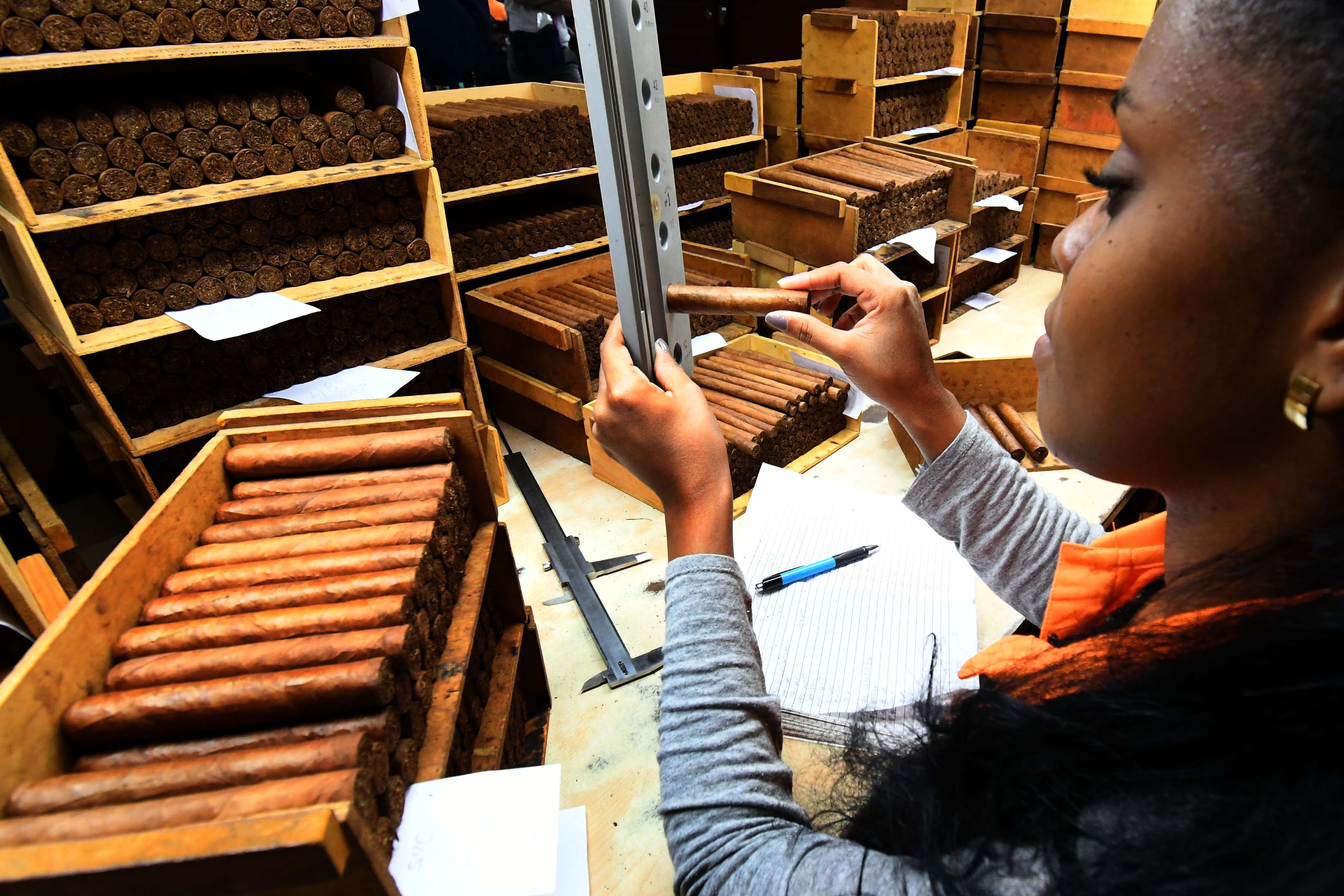 古巴优质手卷雪茄诞生记——访古巴最大雪茄厂