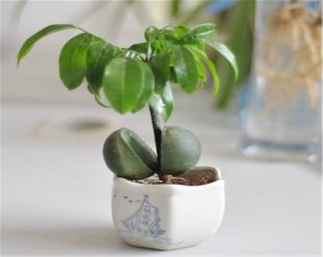 养护开心果盆栽,记住五个要点,让它生长的美丽又旺盛!