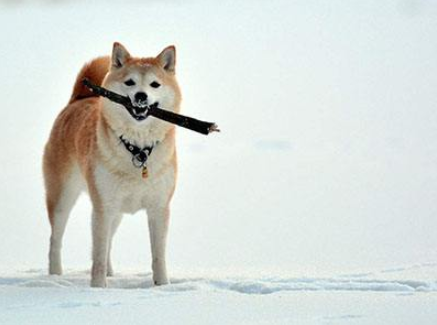 挪威布哈德犬图片