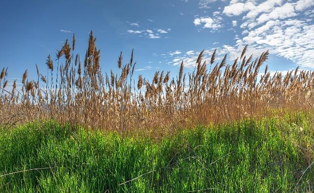 芦苇到底有什么作用?有什么好的办法防治农田里芦苇的生长?