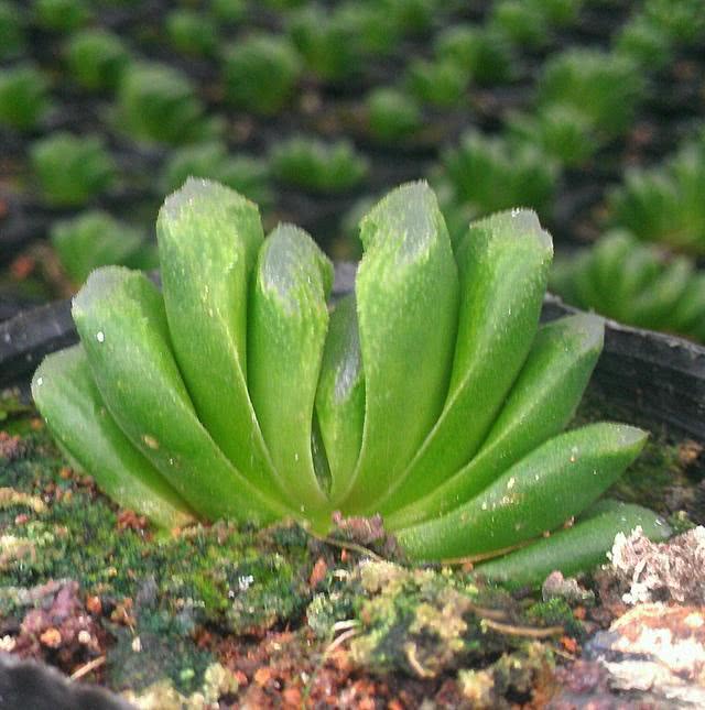 全球最贵的10种多肉植物,最贵的完全够一套房的首付