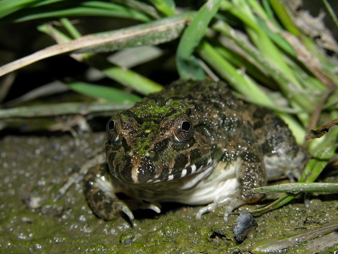 海蛙你真的了解吗?海蛙知识科普