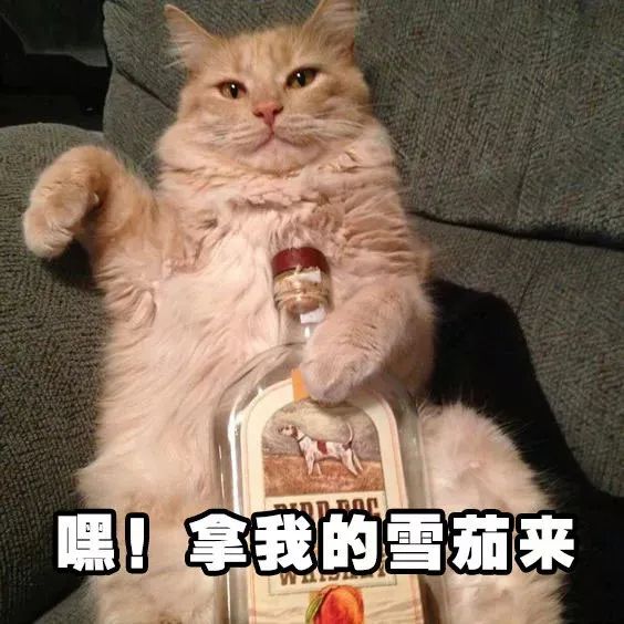 小猫表情包