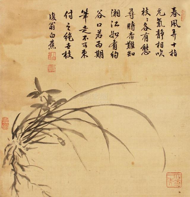 白蕉兰花作品图片精品图片