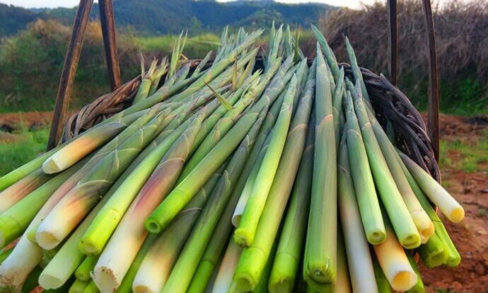 关于绿竹笋,你了解多少?