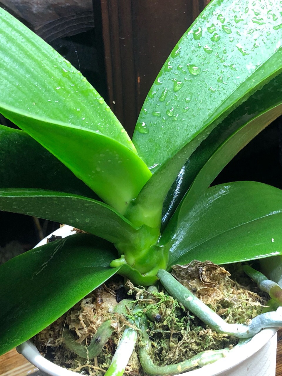 蝴蝶兰养20天叶子"皱巴巴",做到:2换,1控制,过年开"花串"