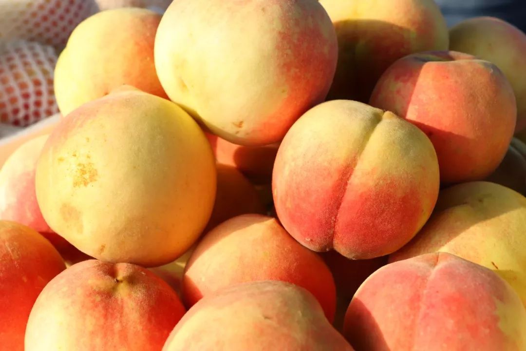 农村种植的冬桃,果实饱满,味道甘甜
