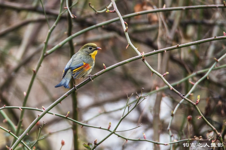红嘴相思鸟,只把春来报