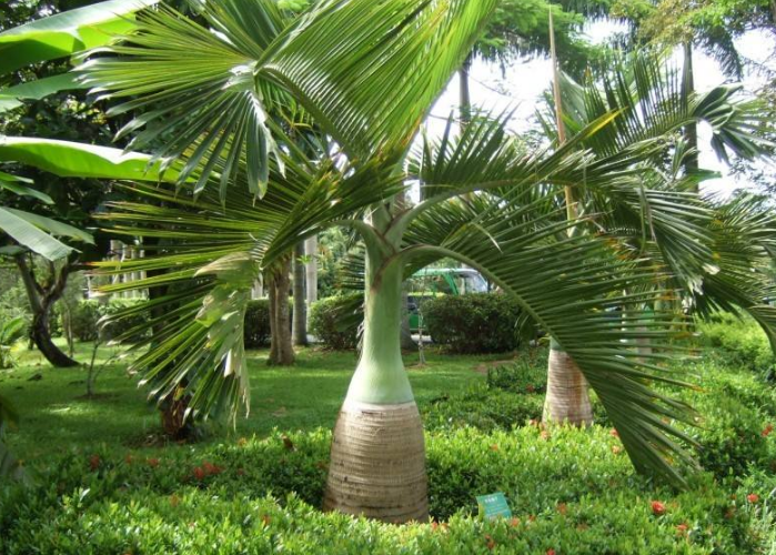 酒瓶椰子:羽状复叶四季常青,是属植物中最珍贵的观赏树种