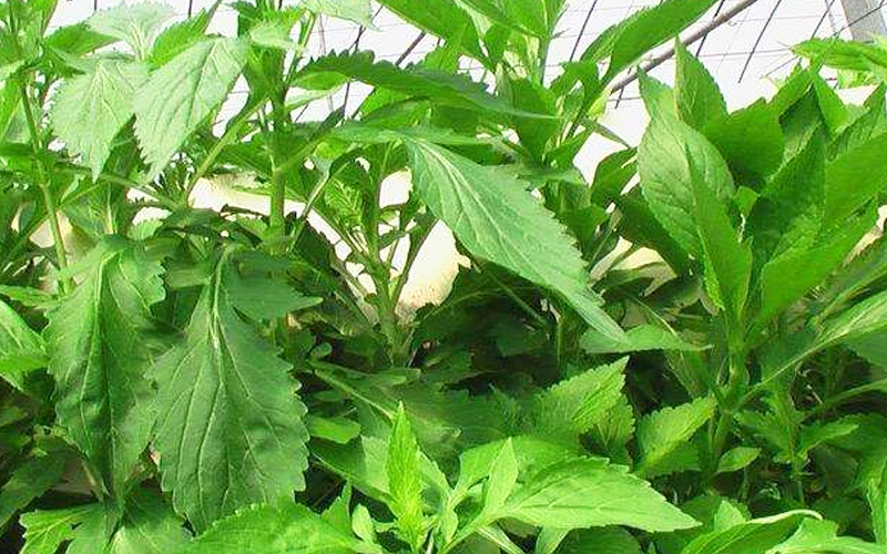 俗称"山白菜",没想到却是高档食材,如今15元1斤,见到别错过