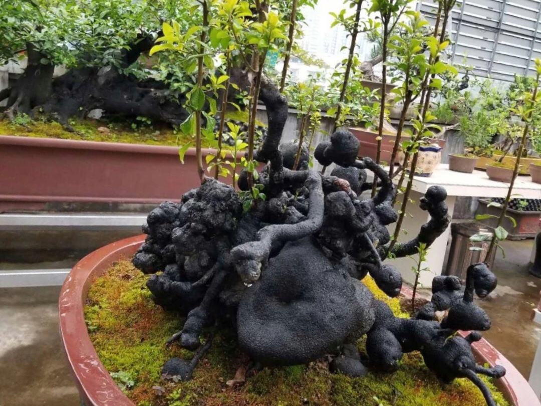 金弹子怪桩之佛头形,大自然的造物我们只能叹为观止.