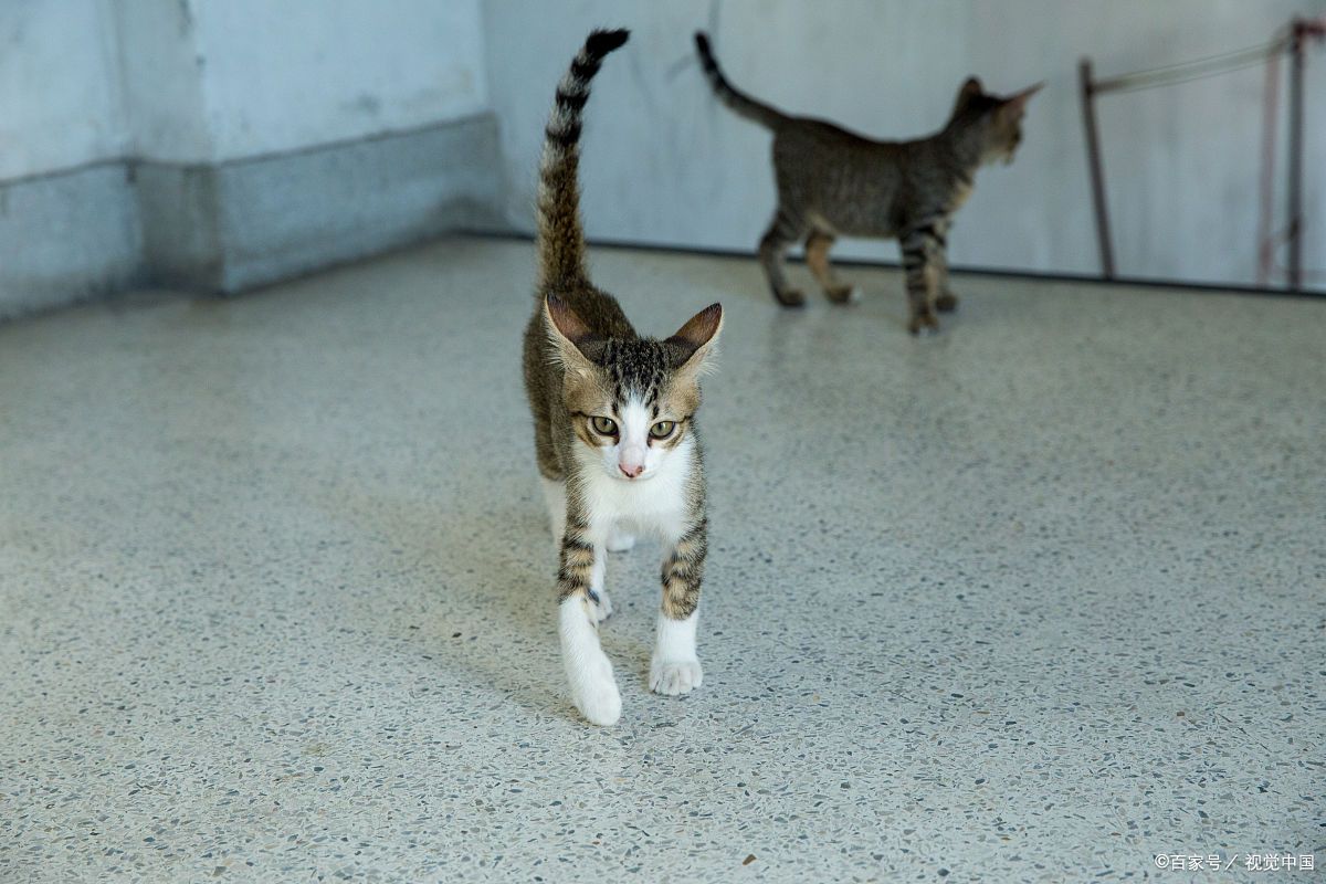 猫咪尾巴竖起来表情包图片