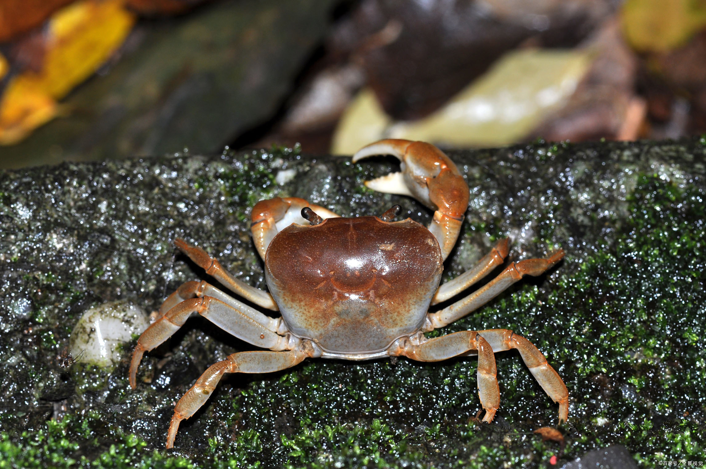 忆夏天小溪捕蟹趣事
