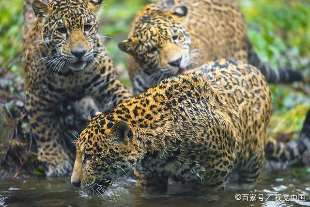 水中本領最強的貓科動物:可遊過數百米寬河流,水下憋氣30秒以上