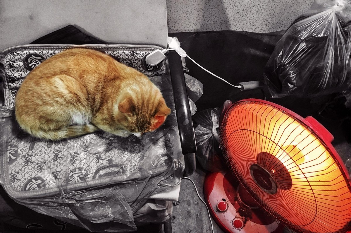 家猫与流浪猫,取暖方式对比,流浪猫取暖的方式,太让人心疼
