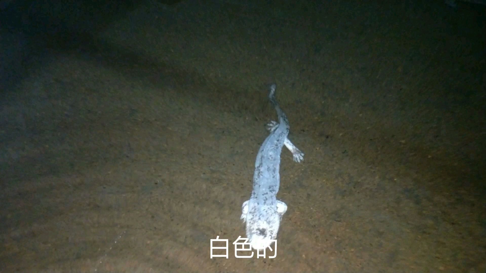 成精的 白色娃娃鱼 这是要化真龙了