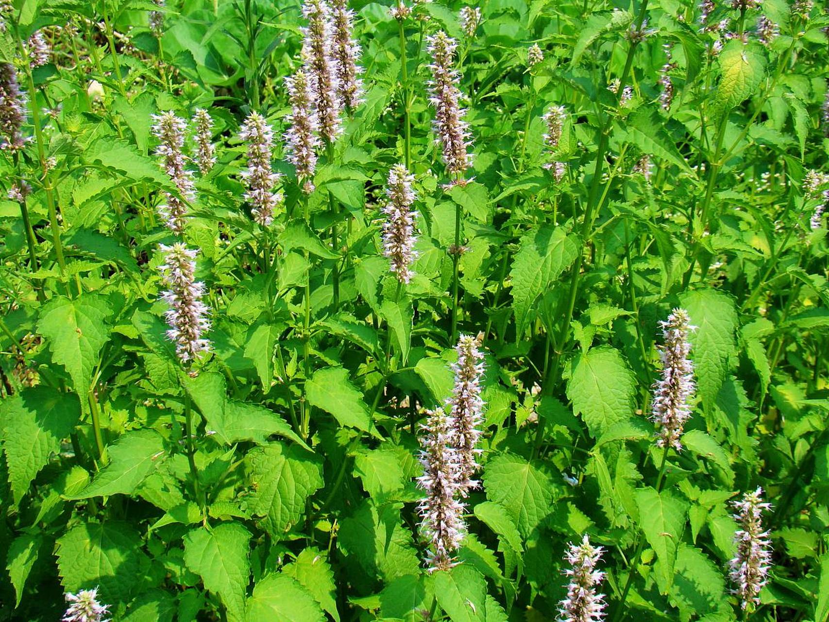 标题:美国薄荷:一种独特而充满活力的草本植物  美国薄荷,一种源自