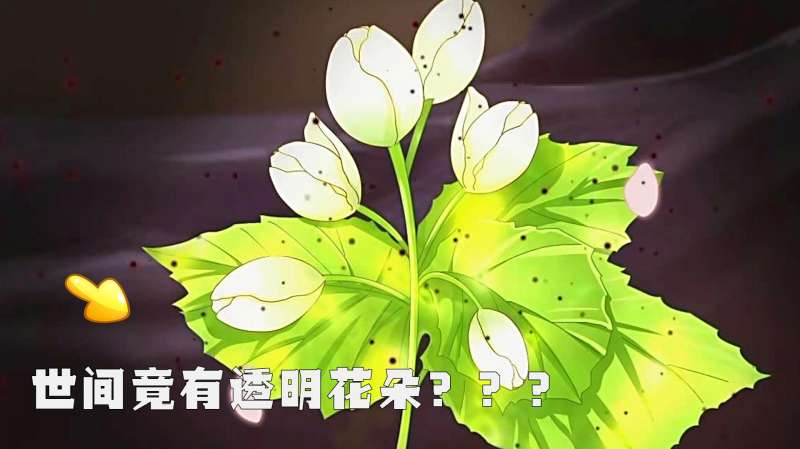 植物界的水晶仙子,在日本遇到这种花?恭喜你获得了透视的能力