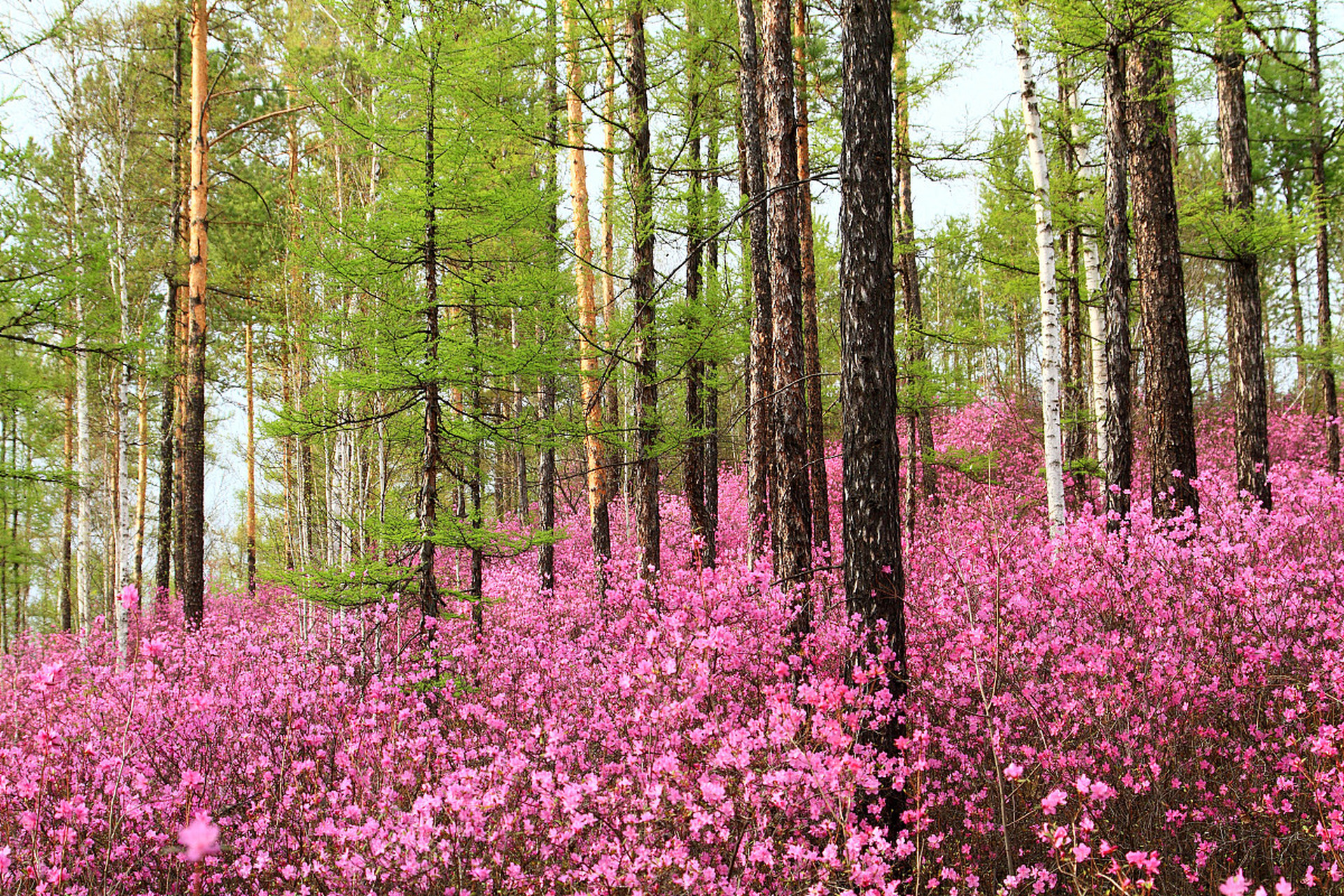兴安杜鹃  兴安杜鹃别称映山红,达子香,达达香,是杜鹃花科的半常绿