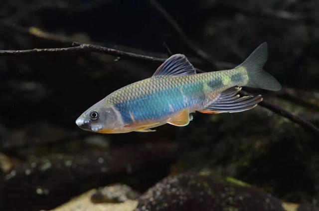 常见的中国原生鱼,从盘中餐走近鱼缸,几张图让你入坑