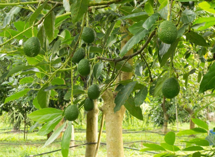 牛油果植株图片