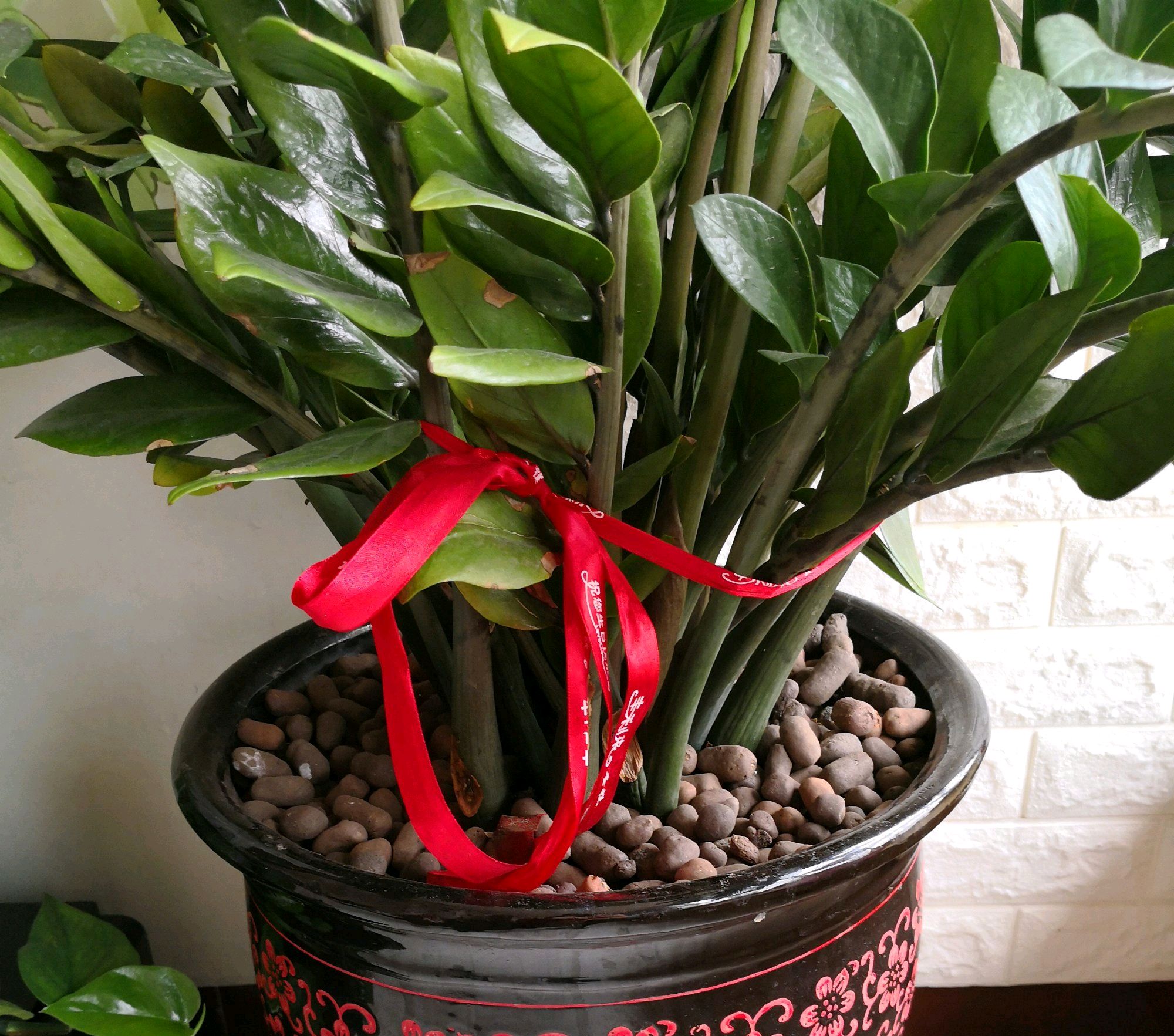 陶粒养花有妙用,学会使用陶粒,花卉盆栽爆盆绿油油又美观