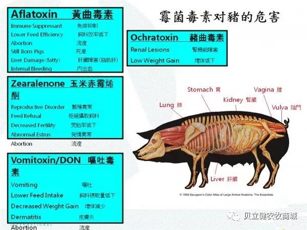 霉雨季节—霉菌毒素对猪群的危害!