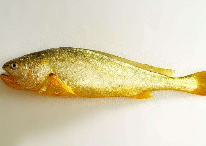 小法说养殖,大黄鱼的饲养技巧和高产方法