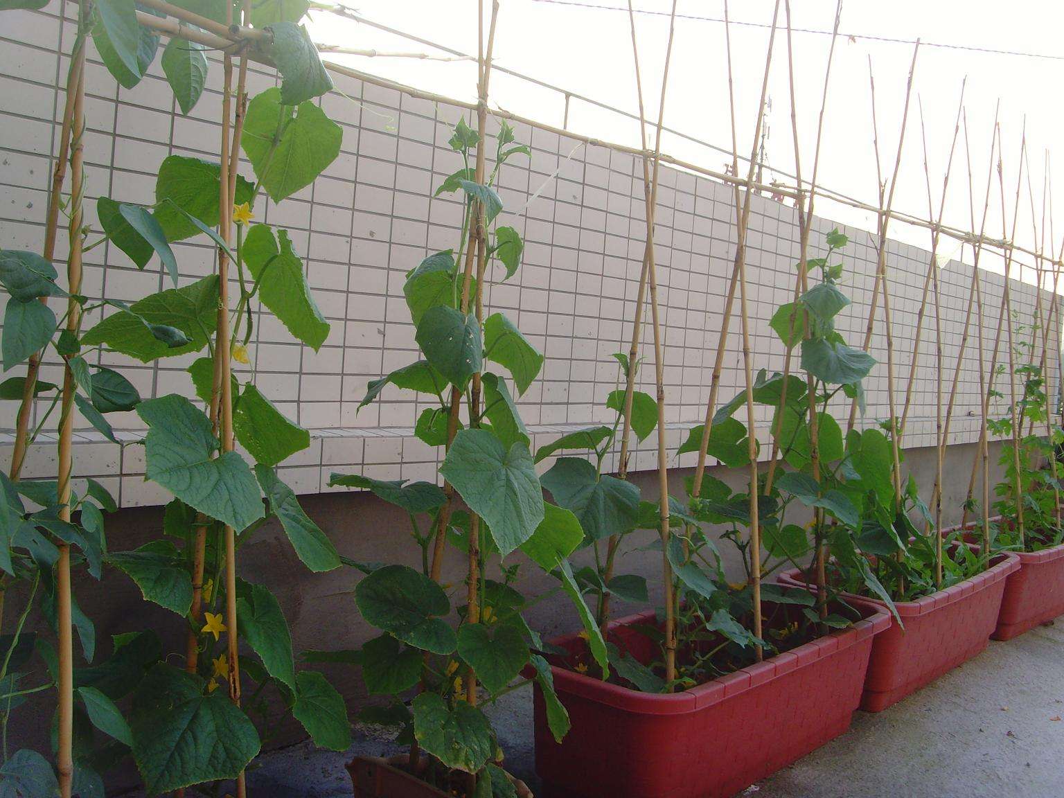 家人吃上新鲜黄瓜的那一刻,才知道这一切辛苦多么值得!