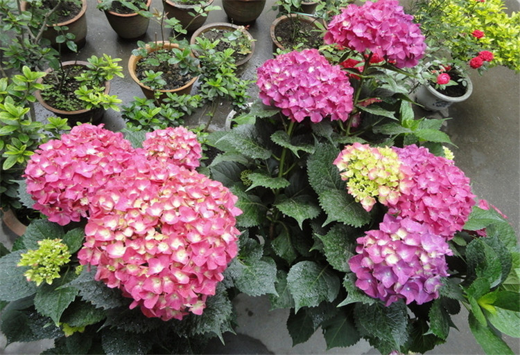 八仙花的花色艳丽,多彩,美丽,观赏性十分的高