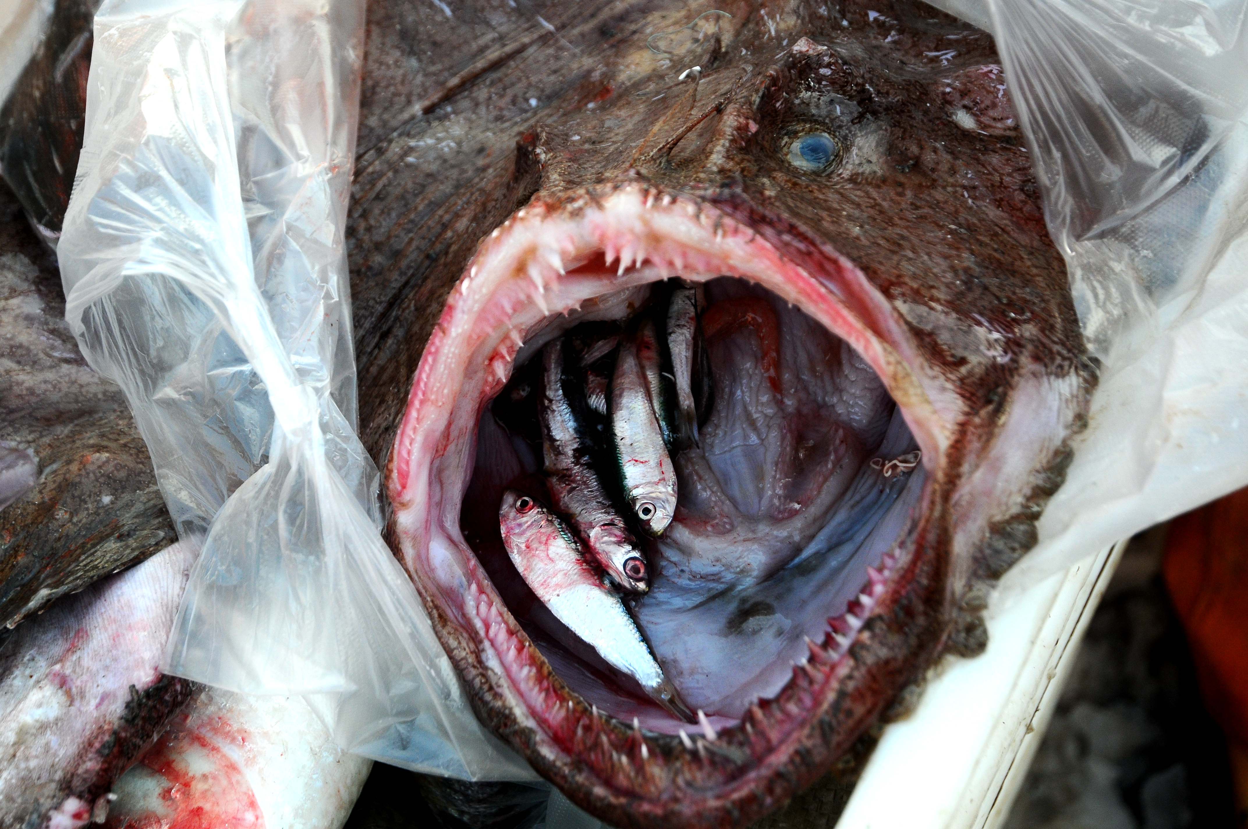 营养美味"蛤蟆鱼"5块一斤 姑娘说 咋这便宜 不会因为长的丑吧?