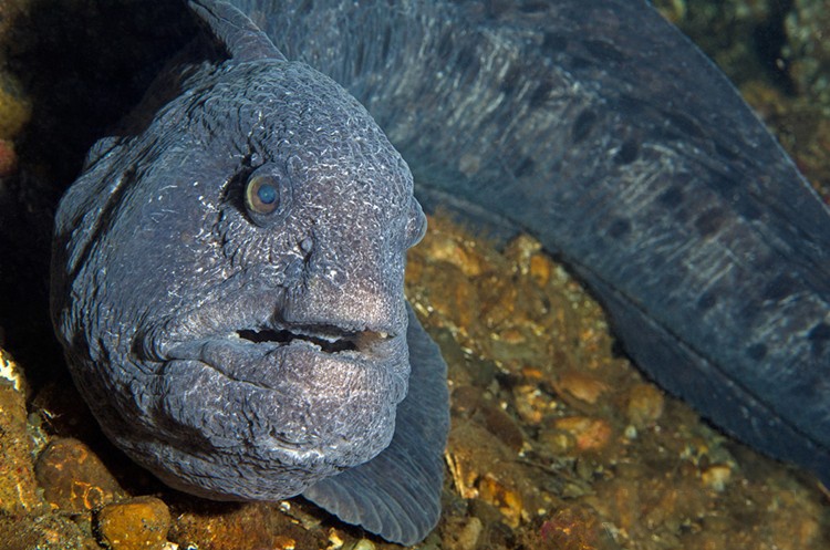 你真的了解狼鳗吗?给大家科普一下