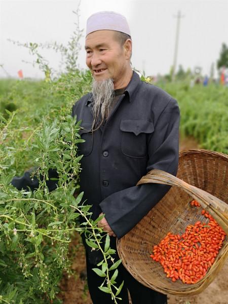 万亩荒滩种枸杞 生态扶贫大实践