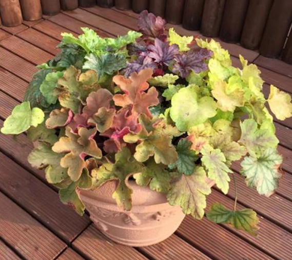 家中种点矾根草,耐寒好养活,四季都能变颜色,1盆能抵10盆花!