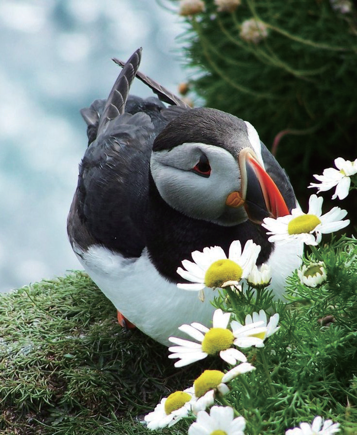 冰岛国鸟——海鹦