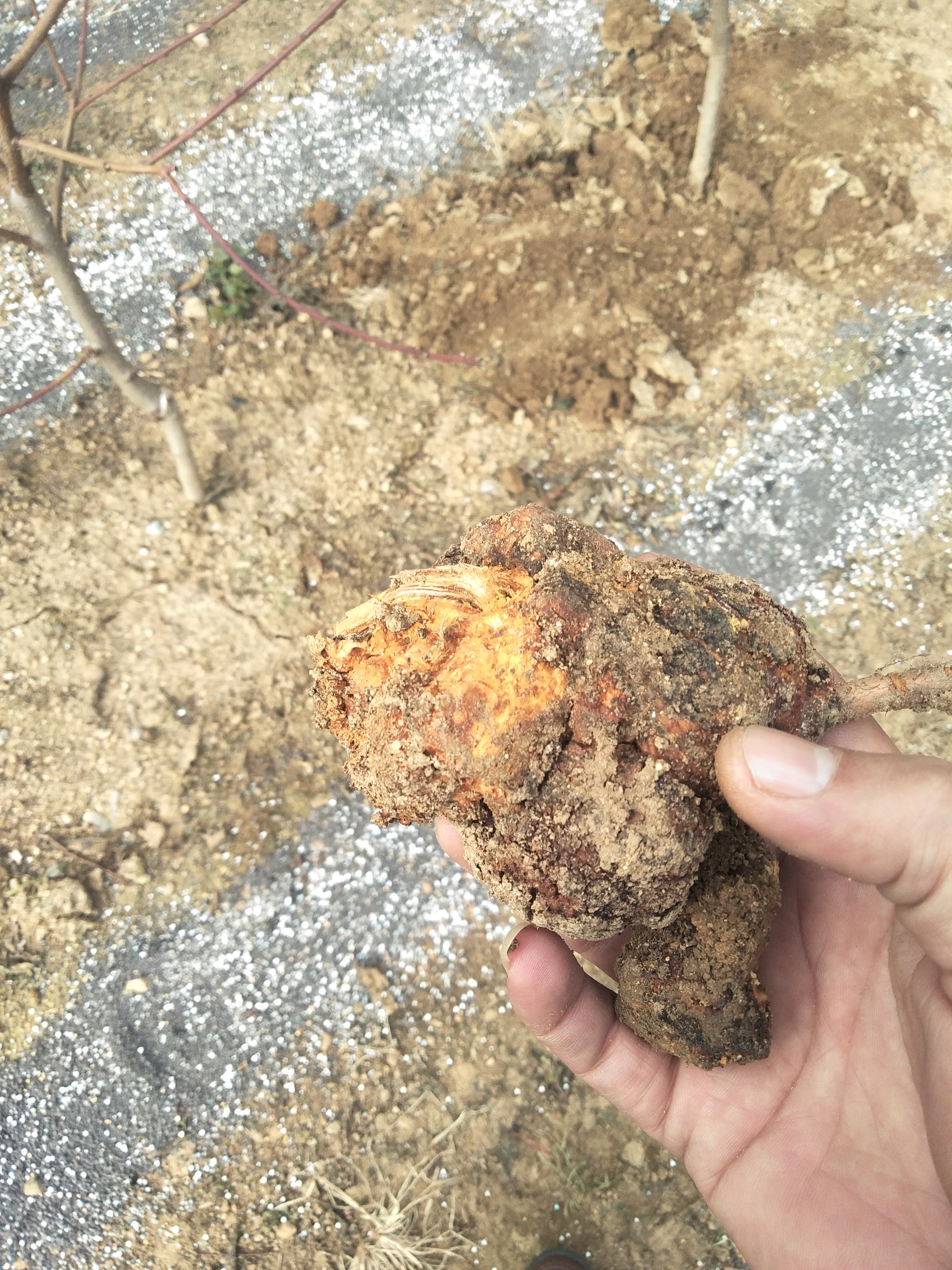 百度爱采购首页 商品专题_桃树油油桃树长根瘤,是油桃根癌病,是桃树