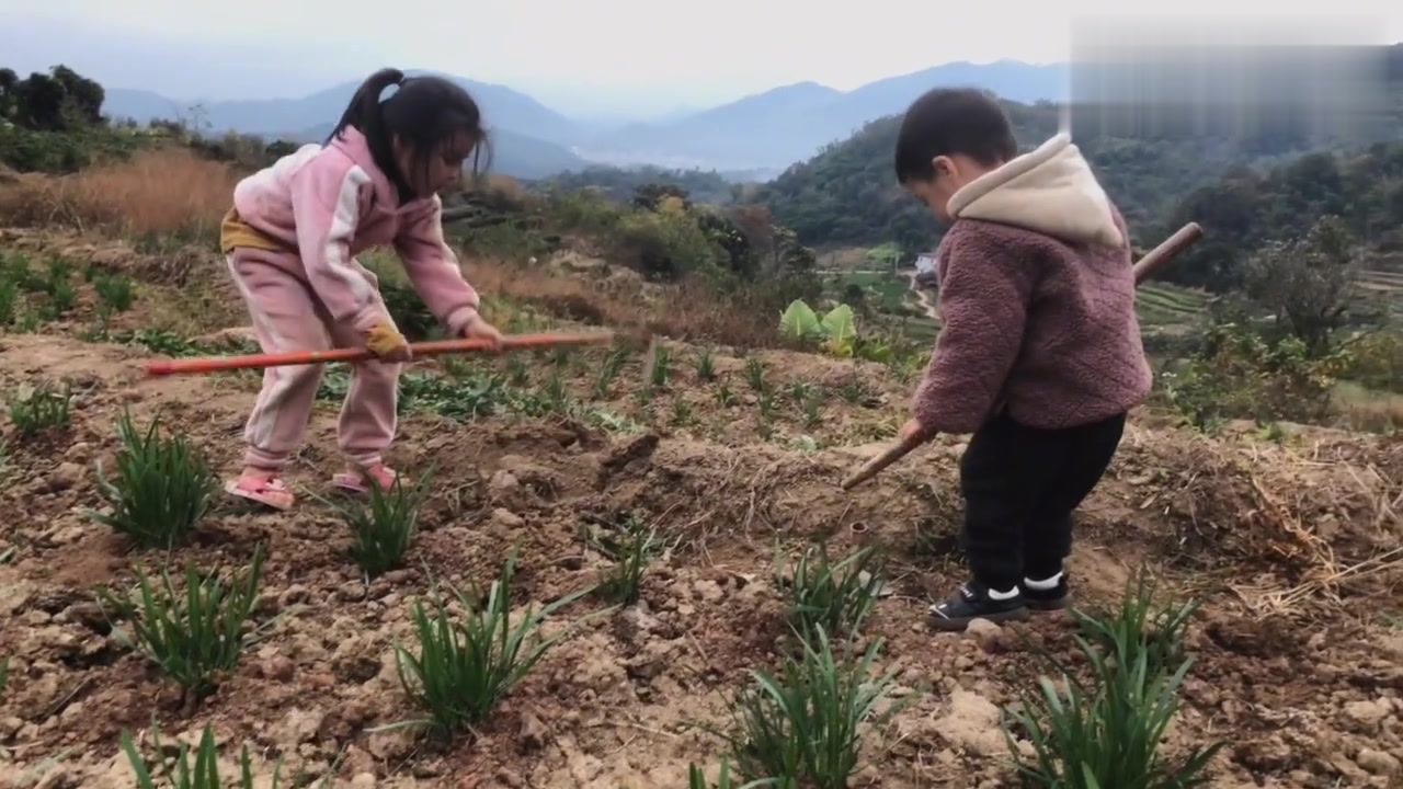 闽南农村一道简单的美味,番鸭,材火,山泉水,再加生姜枸杞