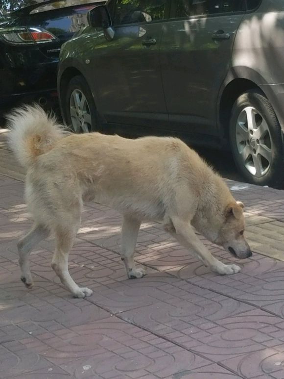 土狗随地大便,拉完扬长而去,丝毫没有觉得不好意思