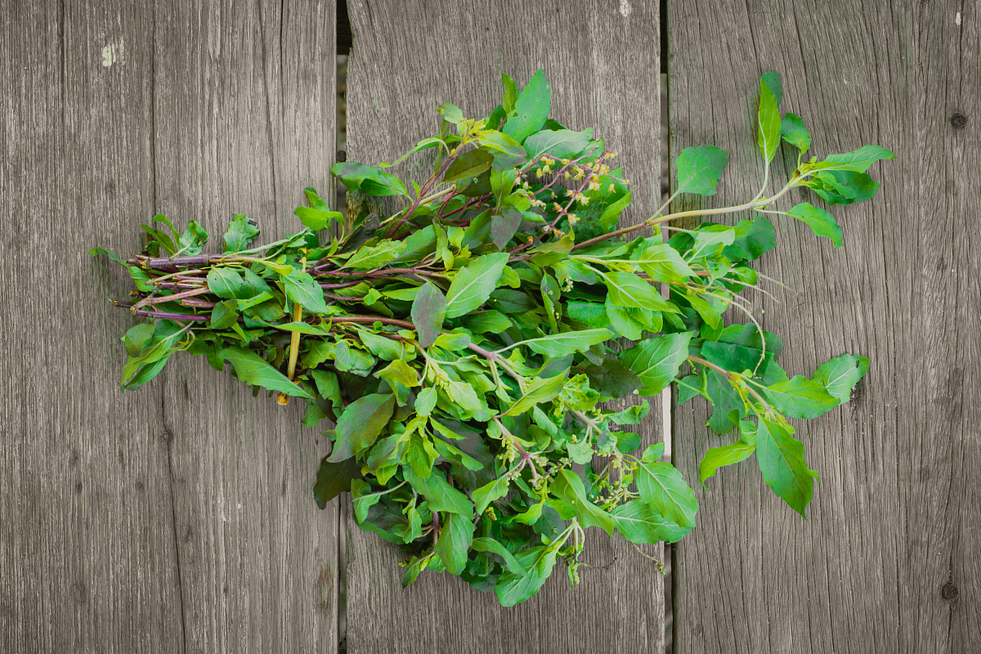 [原文:新鲜藿香怎