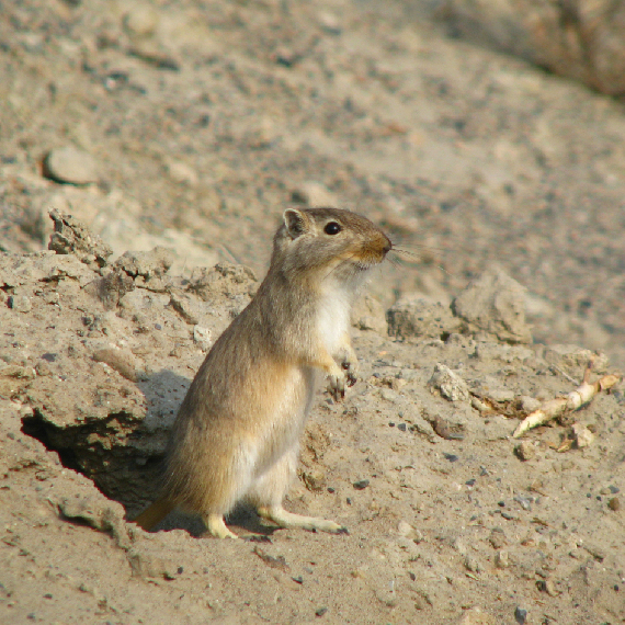 身长10-13cm,尾长5cm ,肥尾沙鼠有着粗而浓密的毛皮,看起来有些像仓鼠