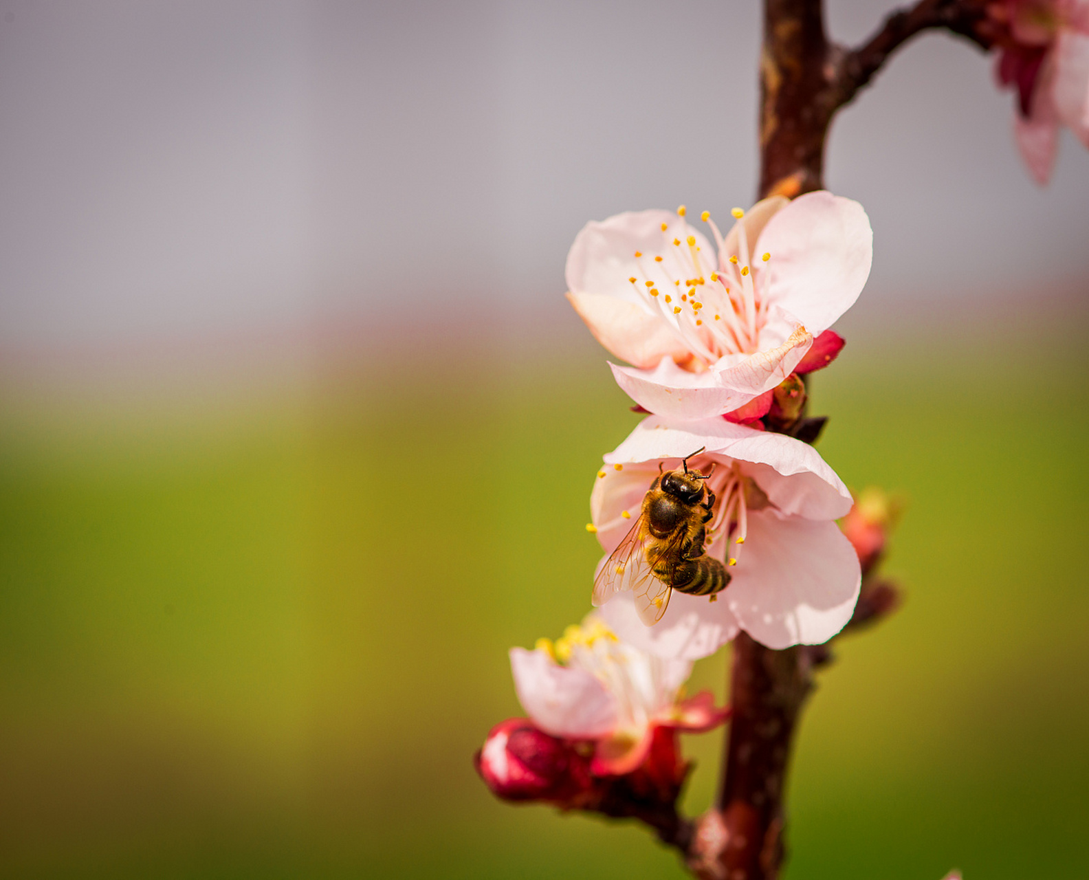 探春花,又称迎春花,是一种早春开花的植物,常见于公园,庭院等地.