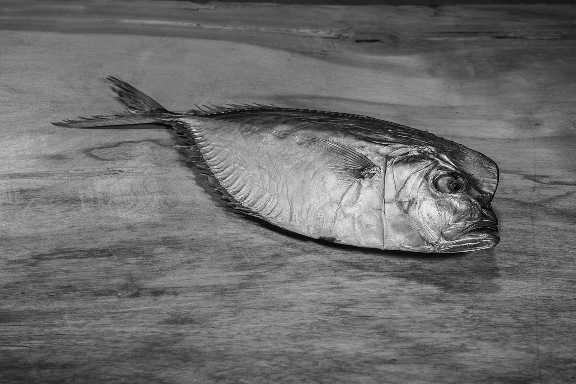 摘要:戈雅鱼是水中的艺术家,需要细心养殖.