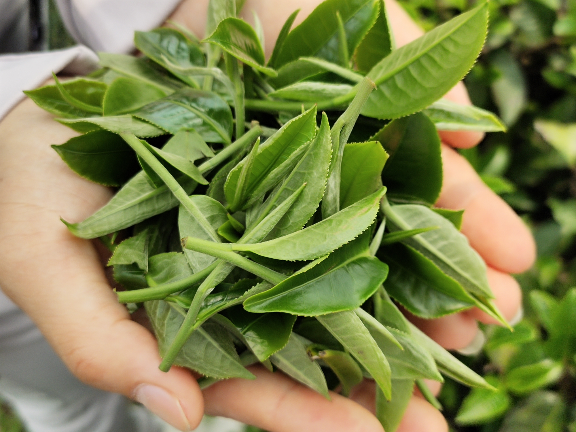 春茶堪摘!英红九号茶园一派忙碌景象