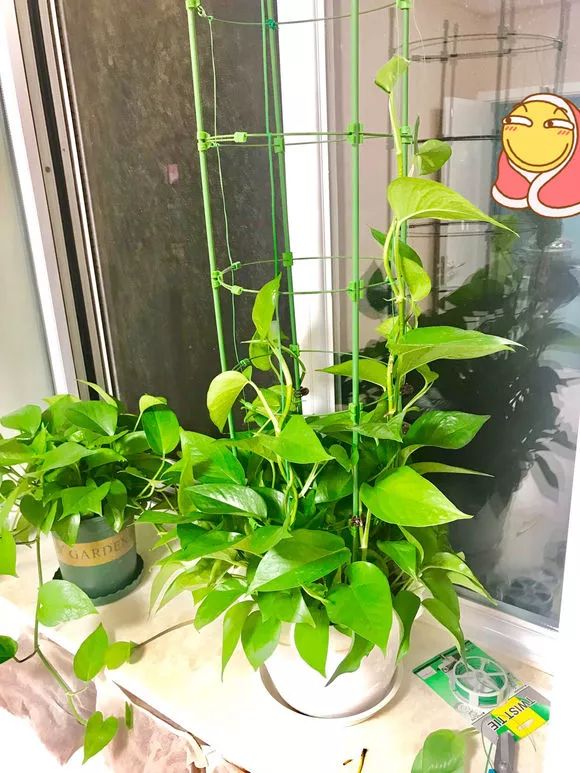 养绿萝学会4个小窍门,1年暴长5米,爬满墙变成绿萝瀑布!