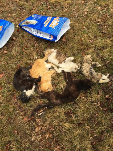 长春一小区近日多只流浪猫死亡 物业:已报警