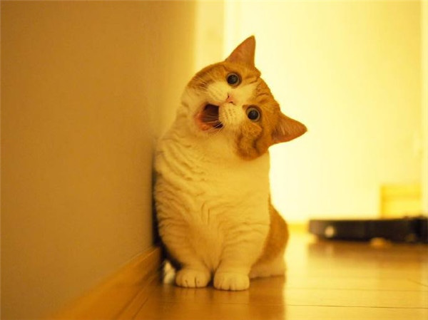 情人节最贴心的礼物,5种可爱又听话的猫咪,铲屎官送礼首选