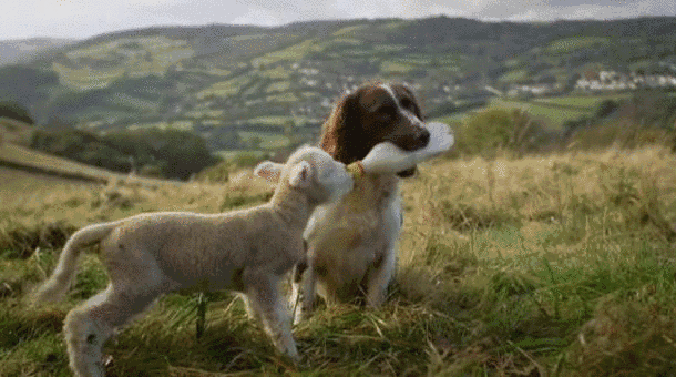 610_340gif 动态图 动图