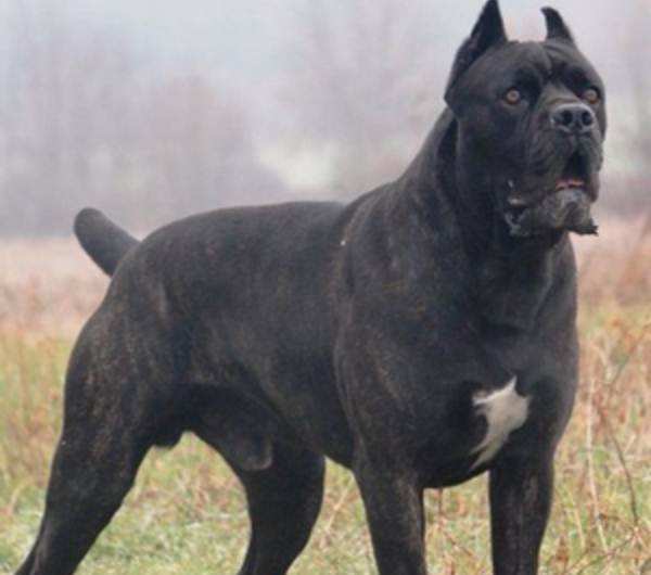 卡斯罗犬,耐力与力量完美结合,护卫犬中的第一门神!