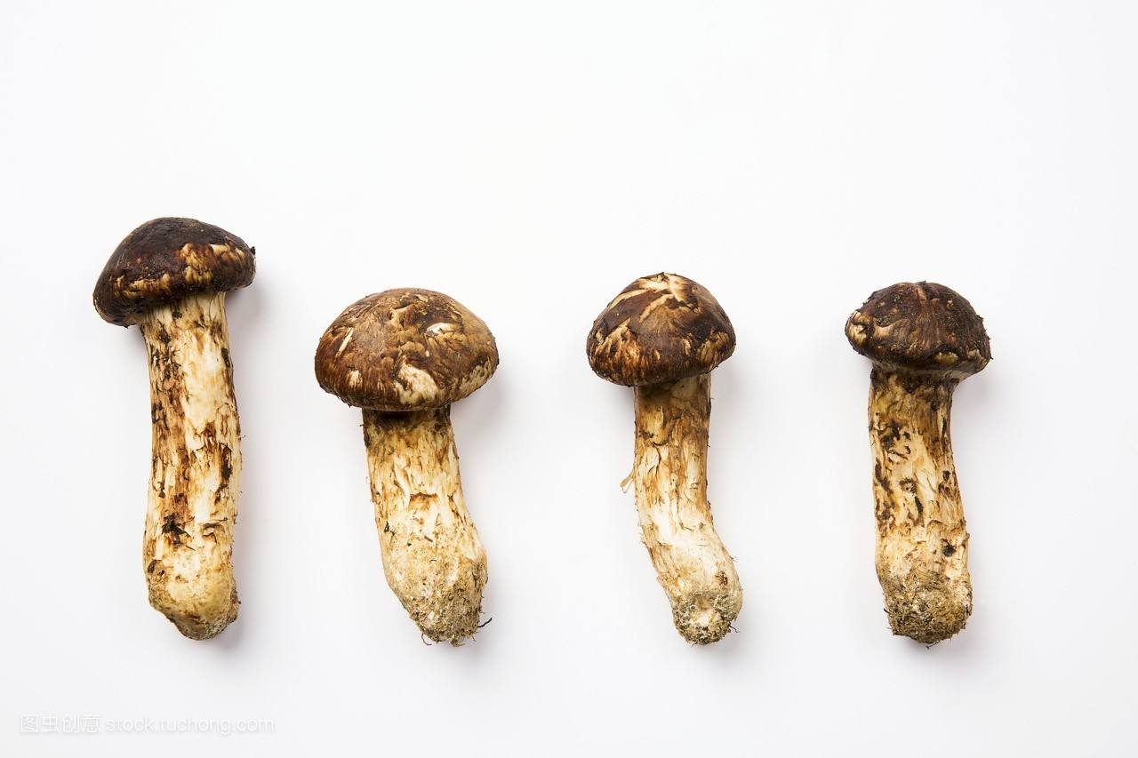 松茸十分珍稀名贵,少有家庭会经常食用,你知道松茸的形态特征吗