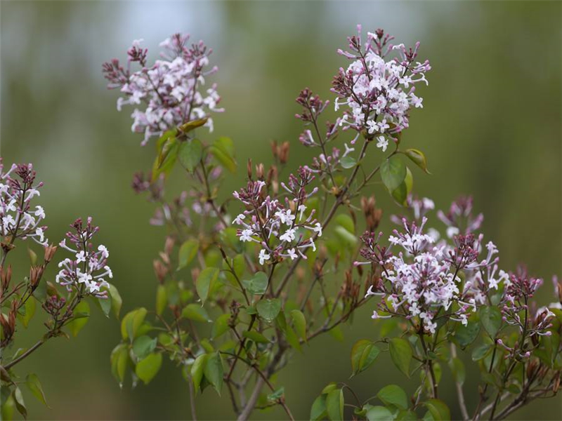 装饰效果很不错,丁子香惹人喜爱市场好,种植关键在水肥